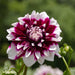 Dahlia Mistery Day Fiori Grandi - Bulbi
