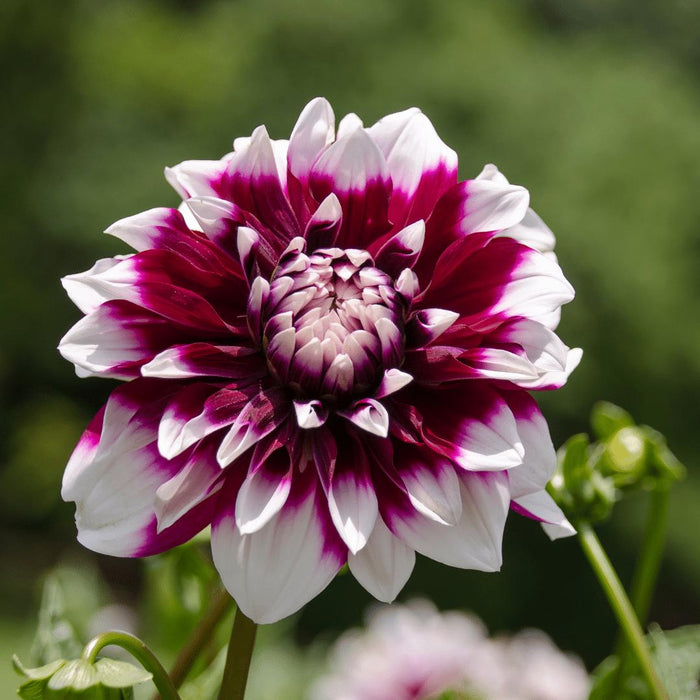 Dahlia Mistery Day Fiori Grandi - Scatola Da 24 Bulbi