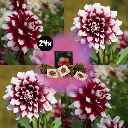 Dahlia Mistery Day Fiori Grandi - Scatola Da 24 Bulbi