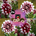 Dahlia Mistery Day Fiori Grandi - Scatola Da 24 Bulbi