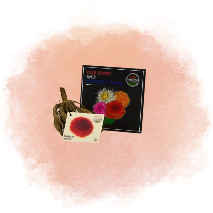 Dahlia Pompon Natal - Scatola Da 12 Bulbi