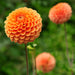 Dahlia Ralphie Ball - Scatola Da 12 Lampadine
