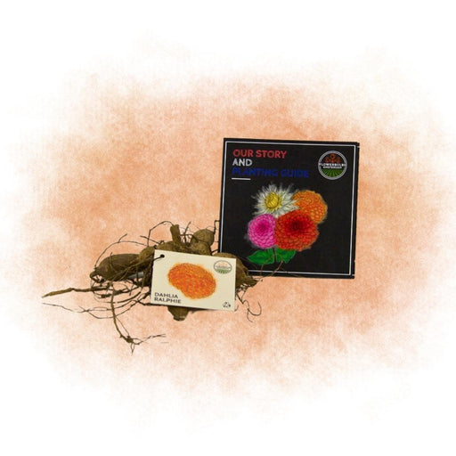 Dahlia Ralphie Ball - Scatola Da 24 Lampadine