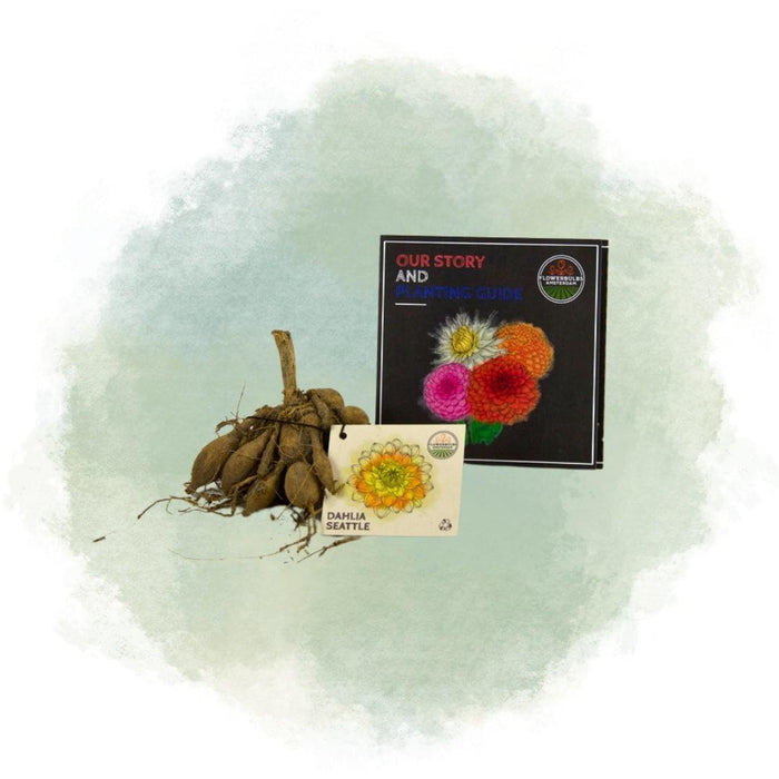 Dahlia Seattle Fiori Grandi - Scatola Da 12 Bulbi