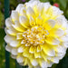 Dahlia Seattle Fiori Grandi - Scatola Da 24 Bulbi