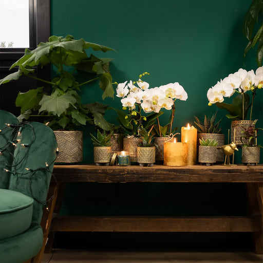 Decorazione Interna Ornamento Dorato Del Colibrì