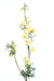 Delphinium Artificiale Giallo 70 Cm Per Bouquet