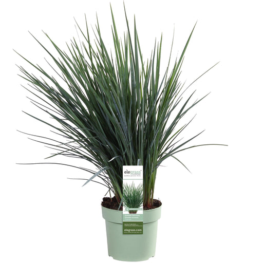 Dianella Revoluta 'Coolvista'® - ↨40Cm - Ø19 - Pianta Da Esterno