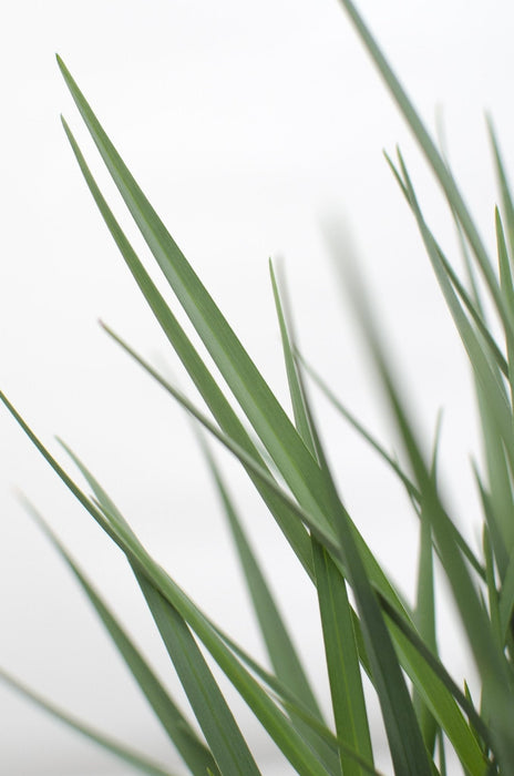 Dianella Revoluta 'Coolvista'® - ↨40Cm - Ø19 - Pianta Da Esterno