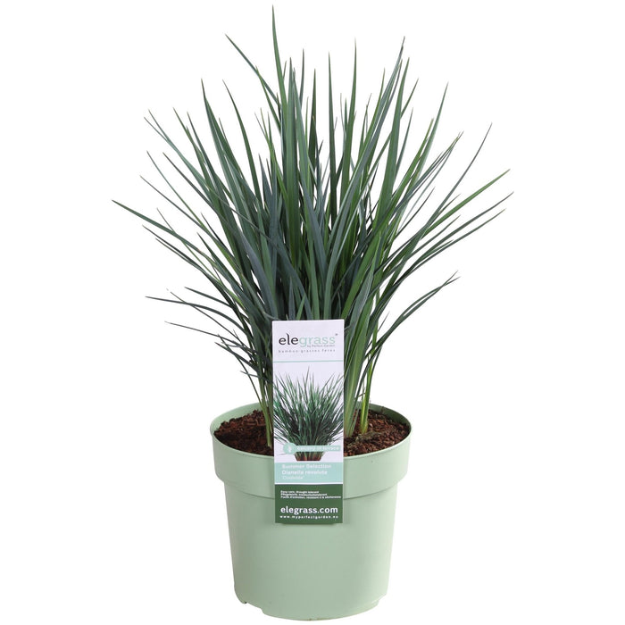 Dianella Revoluta 'Coolvista'® - ↨40Cm - Ø19 - Pianta Da Esterno