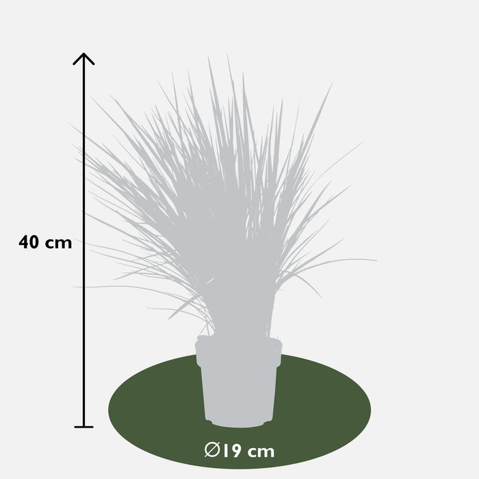 Dianella Revoluta 'Coolvista'® - ↨40Cm - Ø19 - Pianta Da Esterno