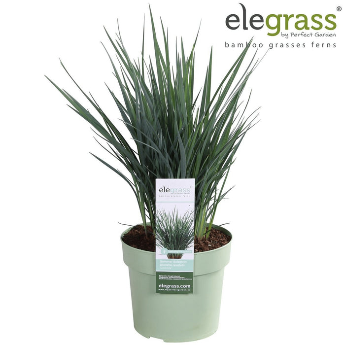 Dianella Revoluta 'Coolvista'® - ↨40Cm - Ø19 - Pianta Da Esterno