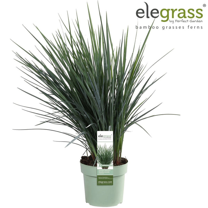 Dianella Revoluta 'Coolvista'® - ↨40Cm - Ø19 - Pianta Da Esterno
