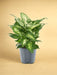 Dieffenbachia Compatta
