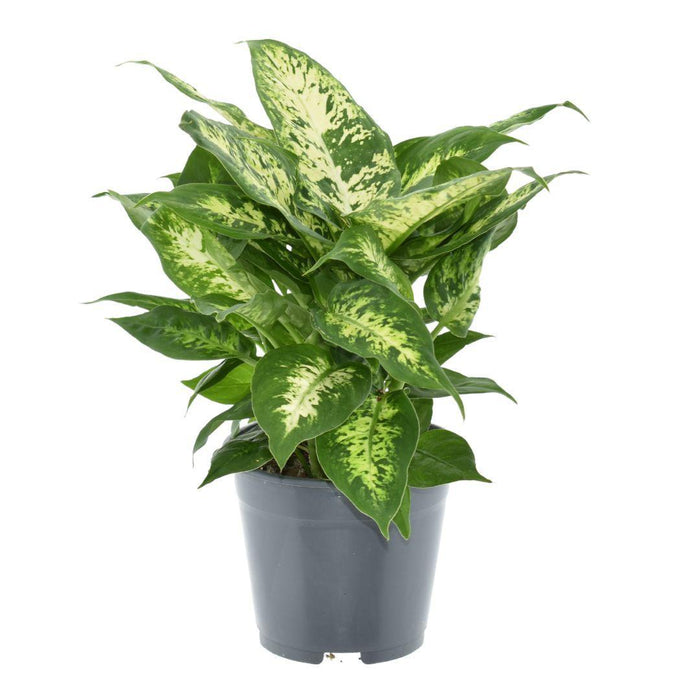 Dieffenbachia Compatta