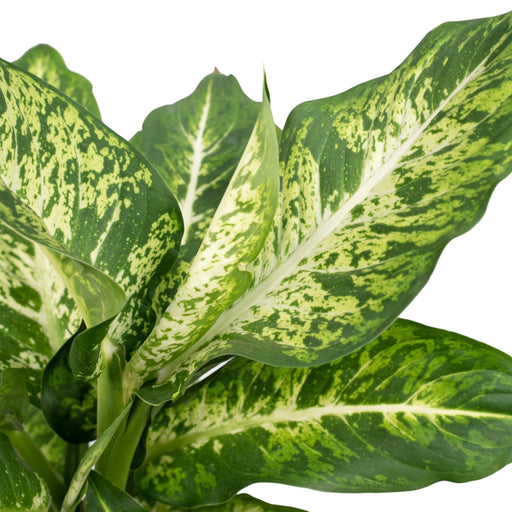 Dieffenbachia Marte H50Cm