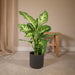 Dieffenbachia Marte H50Cm