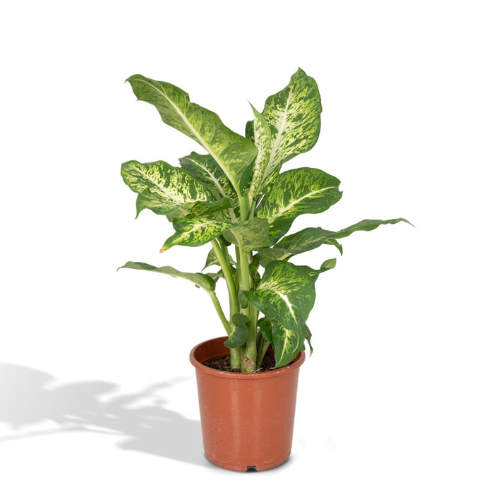 Dieffenbachia Marte H50Cm