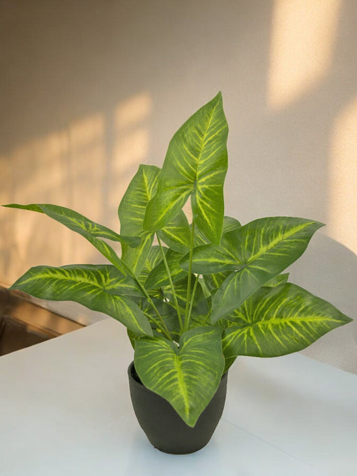 Dieffenbachia - Pianta Verde Artificiale