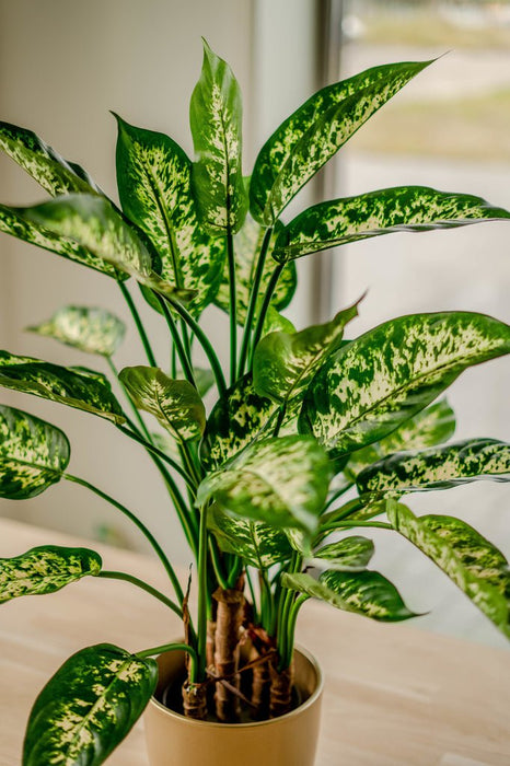 Dieffenbachia - Pianta Verde Artificiale