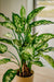 Dieffenbachia - Pianta Verde Artificiale