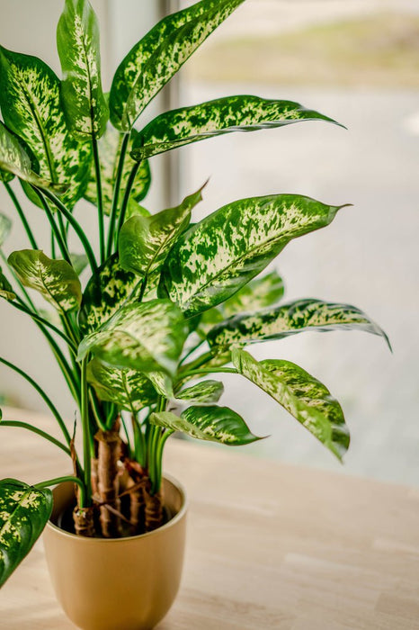 Dieffenbachia - Pianta Verde Artificiale