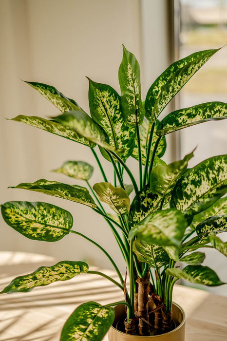 Dieffenbachia - Pianta Verde Artificiale
