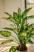 Dieffenbachia - Pianta Verde Artificiale