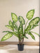 Dieffenbachia - Pianta Verde Artificiale