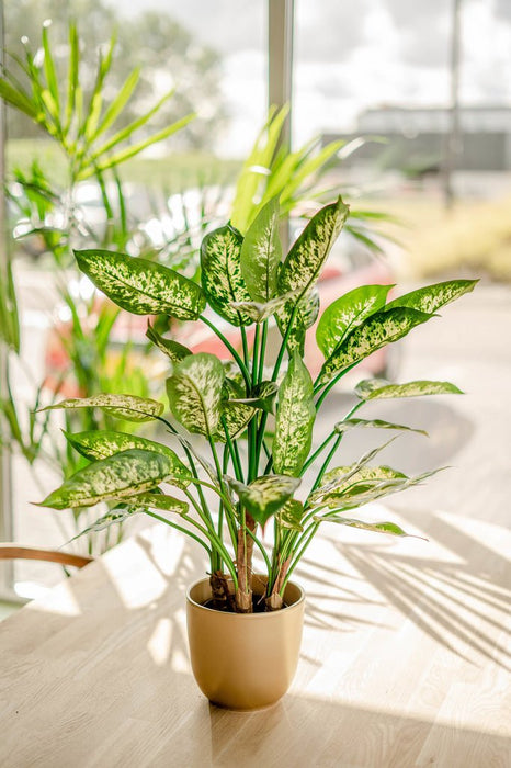 Dieffenbachia - Pianta Verde Artificiale