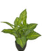 Dieffenbachia - Pianta Verde Artificiale