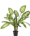 Dieffenbachia - Pianta Verde Artificiale