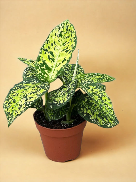 Riflettore Dieffenbachia