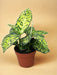 Riflettore Dieffenbachia