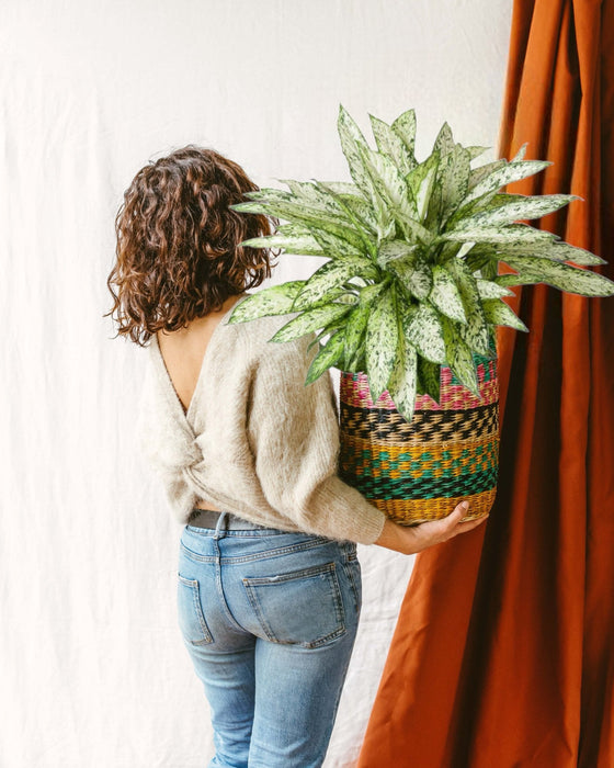 Dieffenbachia Vesuvio H80Cm