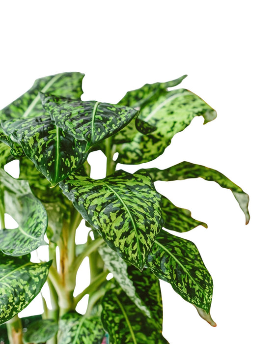 Riflettore Dieffenbachia