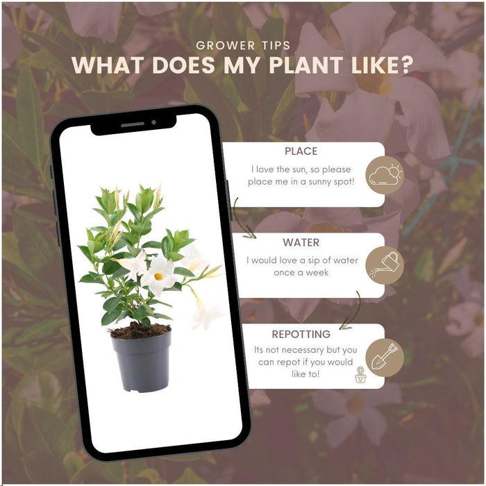 Dipladenia Bianca - D12Cm - Pianta Da Fiore Per Esterni