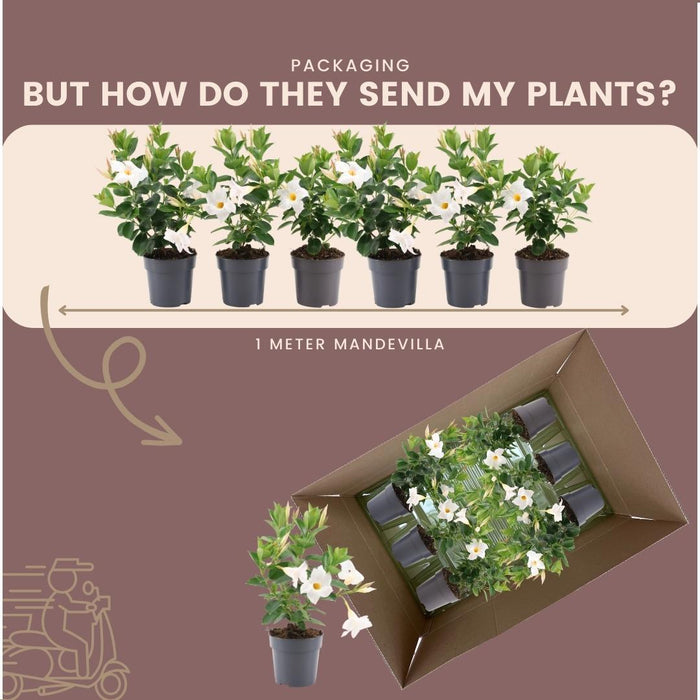 Dipladenia Bianca - D12Cm - Pianta Da Fiore Per Esterni