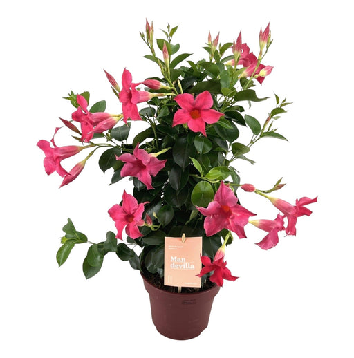 Dipladenia - Mandevilla Zomerville Piramide Rosa