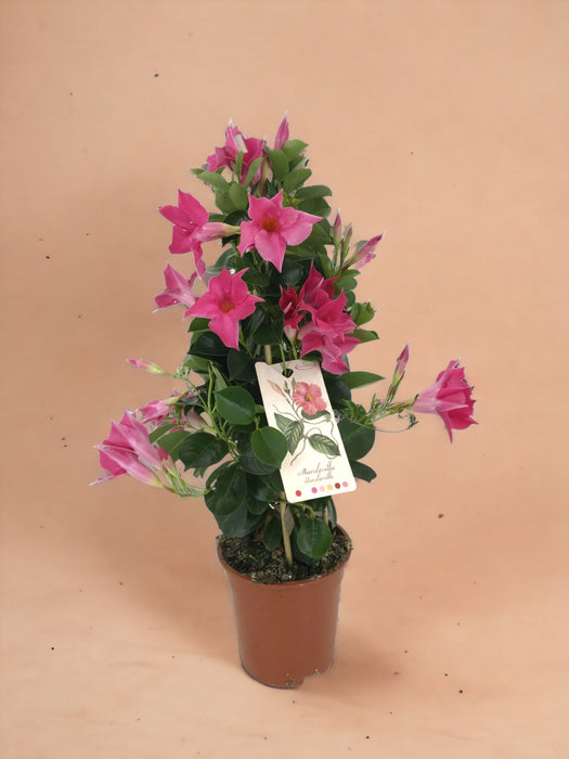 Dipladenia Piramide Rosa
