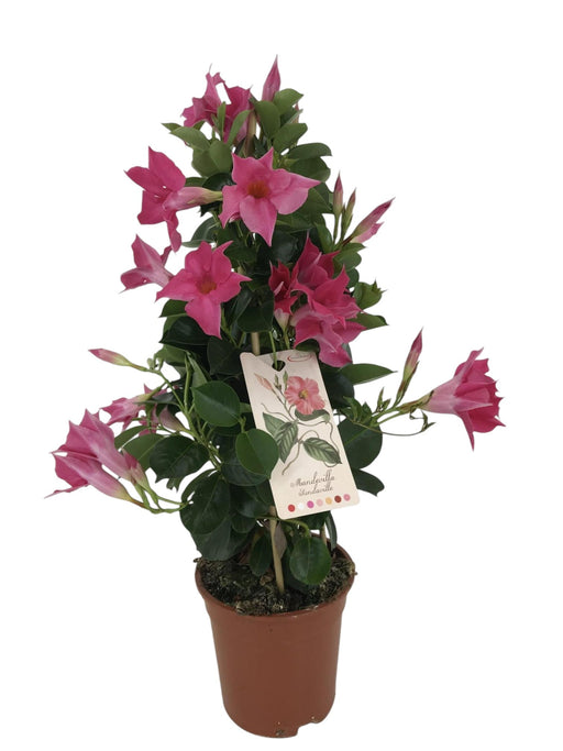 Dipladenia Piramide Rosa