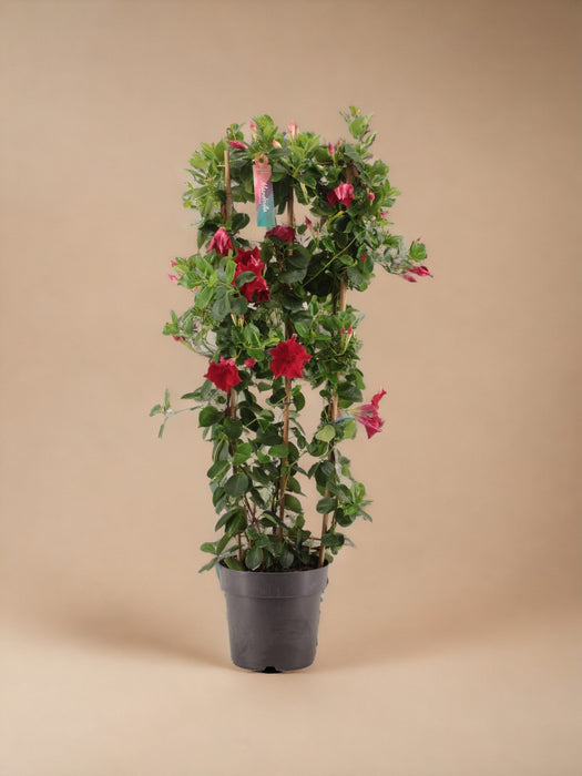 Piramide Rossa Di Dipladenia