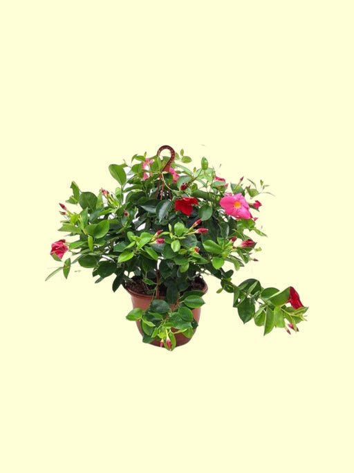 Dipladenia Tricolore Appesa