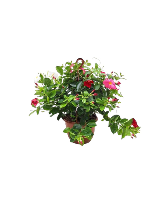 Dipladenia Tricolore Appesa