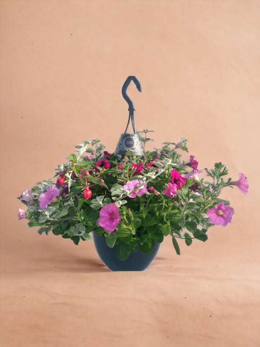 Dipladenia Tricolore Rosa Da Appendere