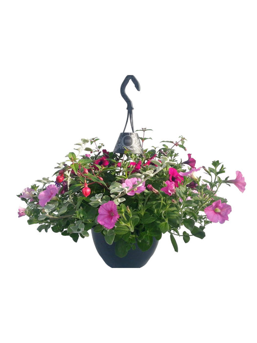 Dipladenia Tricolore Rosa Da Appendere