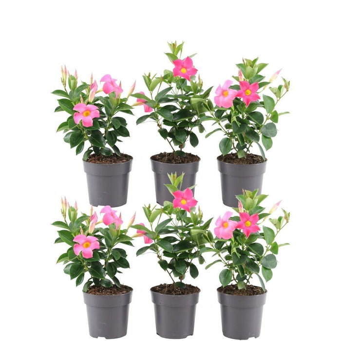 Dipladenia Rosa X 6