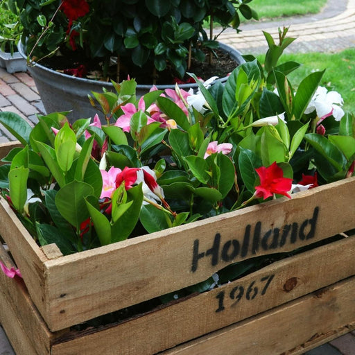 Dipladenia Rossa, Rosa E Bianca X 6