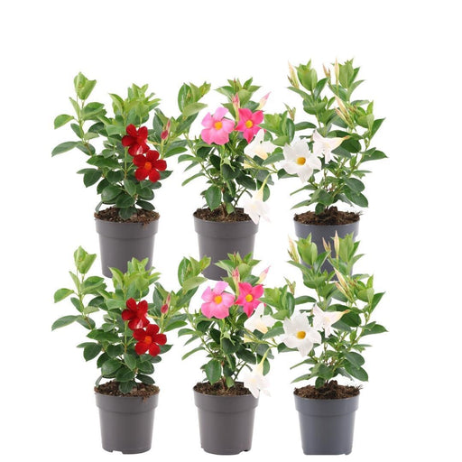 Dipladenia Rossa, Rosa E Bianca X 6