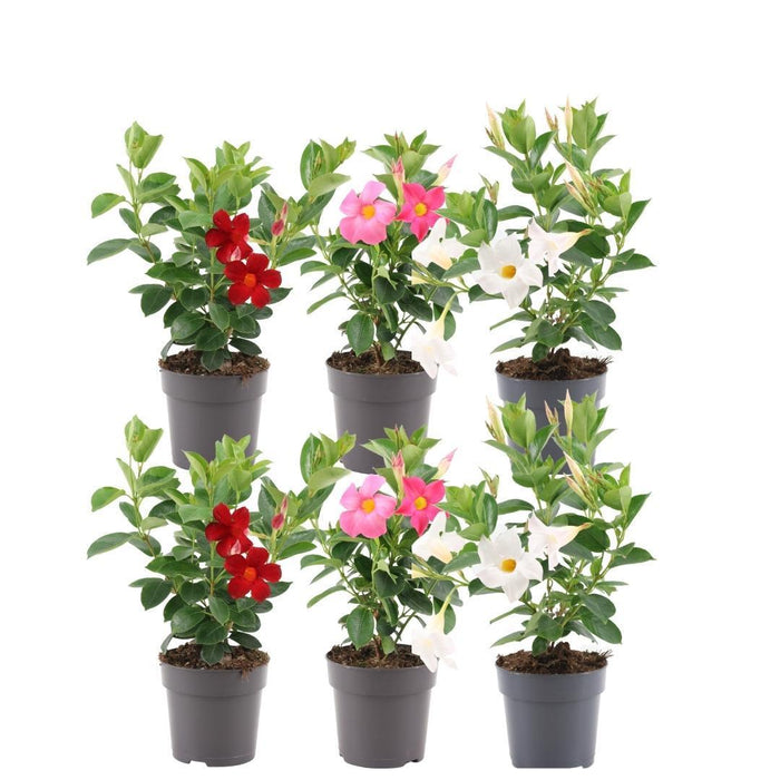 Dipladenia Rossa, Rosa E Bianca X 6
